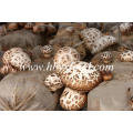 4-5cm Hochwertige getrocknete weiße Blume Shiitake Pilz